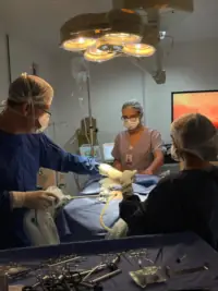 Bastidores da rotina clínica no SOS Hospital Veterinário